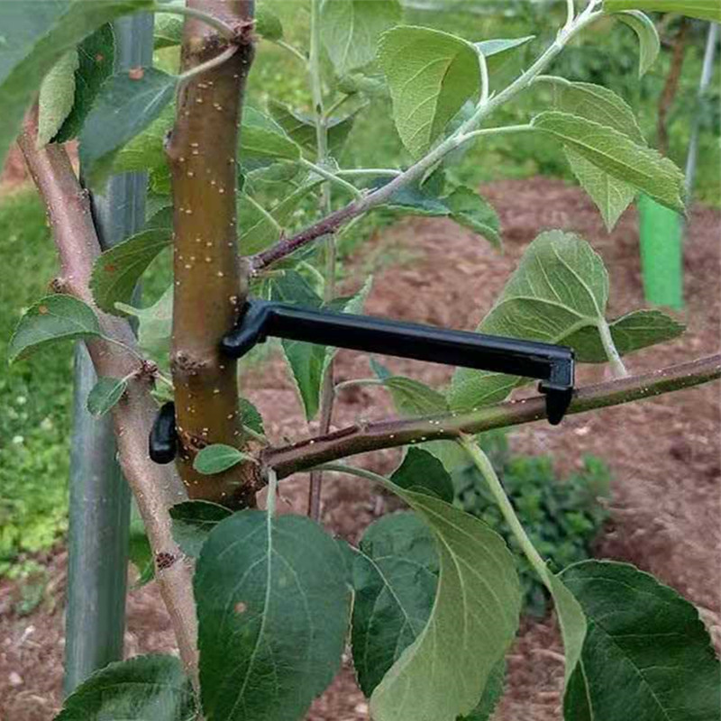 Fruitboomtak Puller Plant Wijn - Fruit Roll Up recensie en prijs